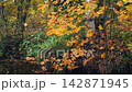 Scenic autumnal landscape maple tree with lush golden yellow autumn foliage sway in wind on overgrown shore of pond or river in forest or park. No people natural background from vibrant fall leaves. 142871945