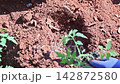 Farmer hand blue glove is placing small tomato plant into brown soil in garden during springtime 142872580