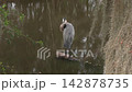 Great Blue Heron Perching in Florida Wetland 142878735