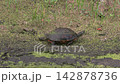 Florida Turtle in Swamp during dry season. 142878736