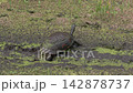 Florida Turtle in Swamp during dry season. 142878737