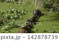 turtle, cooter, Florida cooter, reptile, animals, wildlife, wild animals, sunning, basking, outdoors, swamp, water, wetlands, mud, dry, green, shell, walking, dry season 142878739
