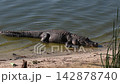 large American Alligator resting near Lake in Florida 142878740