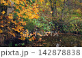 Scenic autumn landscape maple tree with lush golden yellow fall foliage on shore of small pond or river with dark still water surface in forest or park. Natural background from vibrant autumnal leaves 142878838