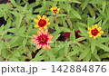 百日草 142884876