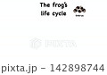 Animation of Biology diagram explaining the frog life cycle from eggs to adult stage. Educational science illustration demonstrates amphibian metamorphosis development process for school study class 142898744