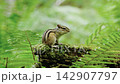 A chipmunk makes cute gestures in the lush green forest. 142907797