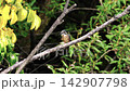 A kingfisher that shines blue 142907798