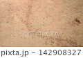 black ants walking and running currying egg on sand ground in forest 142908327