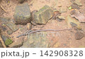 big millipede crawling on dry leaf on sand ground in forest 142908328