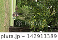 Quiet city park in Germany shows person riding electric scooter past mature oak trees and green lawn in late summer. Early autumn foliage creates peaceful urban mobility scene in European nature 142913389