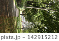 Sunny Magdeburg park frames leafy trees, grass and urban street edge with passing tram and bicycle. Peaceful green setting blends mobility, neighborhood life and early autumn city atmosphere 142915212