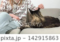 Woman sits on sofa and pets maine coon cat while spending time together. Large fluffy feline relaxes and enjoys calm interaction indoors at home. Pet bonding comfort and lifestyle concept.. 142915863