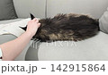 Adult maine coon cat sleeps on sofa while owner gently pets its back. Large fluffy feline rests calmly with hand touching fur indoors at home. Pet relaxation comfort and bonding lifestyle 142915864