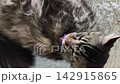Adult maine coon cat lies on bed and licks fur from top view indoors. Large fluffy feline cleans coat while resting on soft textile in bedroom. Pet hygiene routine comfort and cozy home 142915865