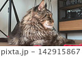 Adult maine coon cat suddenly looks aside after noticing something indoors. Large fluffy feline reacts with alert expression while resting at home. Pet curiosity attention and behavior 142915867