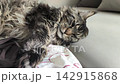 Adult maine coon cat lies on sofa and slowly falls asleep indoors. Large fluffy feline relaxes deeply and closes eyes in calm home environment. Pet rest comfort and cozy lifestyle concept.. 142915868