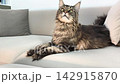 Adult maine coon cat lies on sofa and looks upward indoors. Large fluffy feline observes something above while resting calmly at home. Pet attention curiosity and lifestyle concept.. 142915870