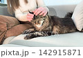 Owner gently scratches ears and face of maine coon cat on sofa. Large fluffy feline enjoys touch and remains calm indoors at home. Pet affection comfort and bonding lifestyle concept.. 142915871