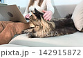 Woman uses laptop while stroking maine coon cat lying on sofa indoors. Large fluffy feline stays calm as owner combines work and care at home. Lifestyle concept of multitasking and comfort.. 142915872