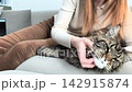 Owner gently scratches neck and mane of maine coon cat on sofa. Large fluffy feline enjoys grooming and remains calm indoors at home. Pet affection comfort and bonding lifestyle concept.. 142915874