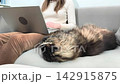 Woman works on laptop while maine coon cat sleeps on sofa nearby. Large fluffy feline rests peacefully beside owner during remote work at home. Lifestyle concept of calm productivity and 142915875