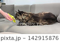 Adult maine coon cat sniffs fabric and explores smells while lying on sofa. Large fluffy feline shows curious behavior indoors at home. Pet curiosity exploration and lifestyle concept.. 142915876