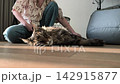 Owner brushes maine coon cat in sunny room while it rolls belly up. Large fluffy feline turns body enjoying grooming session at home. Pet care routine comfort and relaxed lifestyle concept.. 142915877
