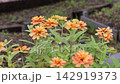 百日草 142919373