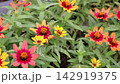 百日草 142919375