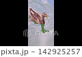 Mallard duck swimming on lake water 142925257