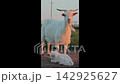 White dairy goat with newborn kid 142925627
