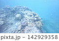 礁の縁に広がる鮮やかなサンゴ群体と散らばる魚たち 142929358