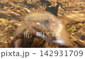 一段從水下正上方拍攝的天然氣噴發影片。 142931709
