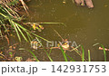 池塘裡噴湧天然氣 142931753