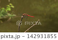 這種鮮紅色的蜻蜓是夏蜻蜓（Sympetrum parvulum）。 142931855