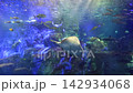 洄游鹹水魚（水族館） 142934068