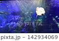 洄游鹹水魚（水族館） 142934069