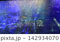 洄游鹹水魚（水族館） 142934070