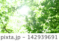 生田綠地公園的嫩綠樹葉在春風中搖曳。 142939691