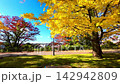 Autumn at Sendai Nishi Park [Sendai City, Miyagi Prefecture] 142942809