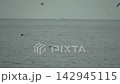 Birds ocean sea majestic raptors soaring and diving over vast open water on a cloudy day 142945115