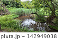 Shinmeiyato Pond and Lush Green Rural Landscape - Machida City, Tokyo, Japan 142949038