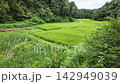 Rice paddies and lush rural landscape of Shinmeiyato - Machida City, Tokyo, Japan 142949039