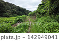 Rice paddies and lush green rural landscape of Nara-bai Valley - Machida City, Tokyo, Japan 142949041