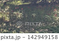 Bright red spider lilies signal the end of early summer. 142949158