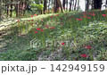 Bright red spider lilies signal the end of early summer. 142949159