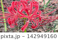 Bright red spider lilies signal the end of early summer. 142949160
