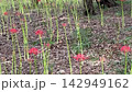 Bright red spider lilies signal the end of early summer. 142949162
