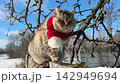 Cute cat in Christmas scarf sitting on the fence in winter. 142949694